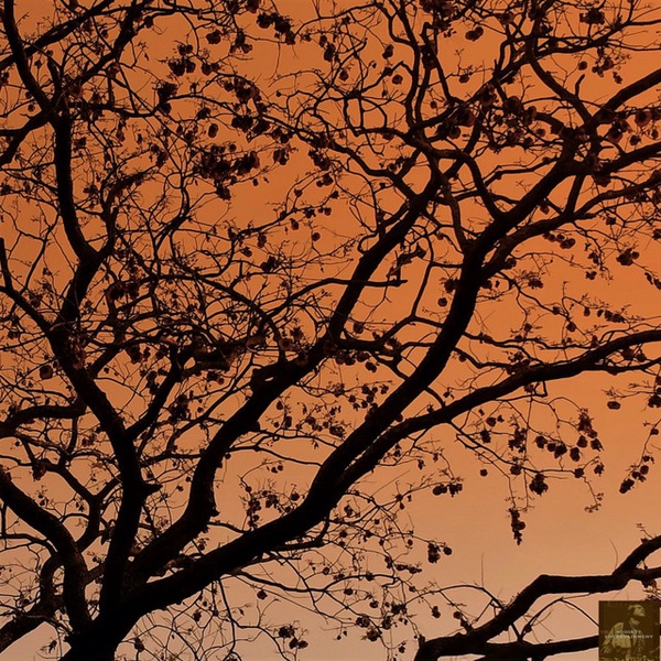 Steve 'Miggedy' Maestro, Morttimer Snerd III